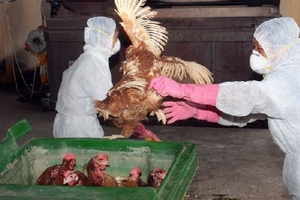 Yêu cầu cấp bách thực hiện phòng, chống cúm gia cầm
