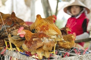 Gia cầm lậu “phủ” ngõ phố, chợ tạm