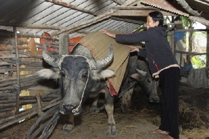 Các tỉnh Bắc Bộ đón đợt rét tăng cường đầu tuần