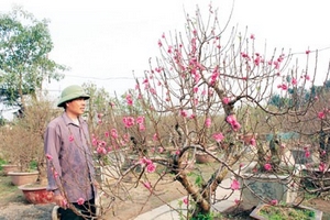 Chi hàng trăm triệu “săn” đào Tết