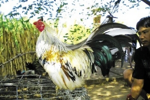 Tân Châu: Đệ nhất  xứ chơi gà kiểng