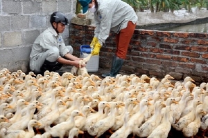 Công điện hỏa tốc phòng chống cúm gia cầm qua biên giới