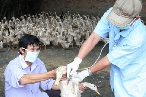 Việt Nam chưa nghi nhận ca nhiễm cúm H10N8 ở người