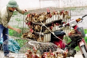 Cúm A/H5N1 tỷ lệ tử vong cao, gà vịt sống trôi nổi vẫn hút khách