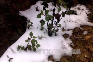 Bắc Bộ tiếp tục rét đậm, vùng núi có thể có mưa tuyết