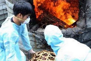 Phú Thọ tiêu hủy trứng, thịt gia cầm không rõ nguồn gốc
