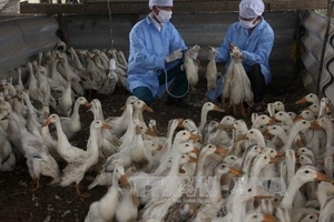 Áp dụng biện pháp quyết liệt ngăn chặn cúm gia cầm