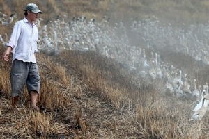 Sóc Trăng phát hiện hai ổ dịch cúm gia cầm đầu tiên