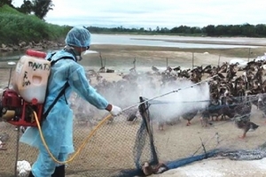 Cấp hóa chất sát trùng cho 3 tỉnh chống dịch cúm H5N1