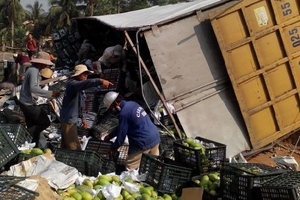 Quảng Nam: Hàng chục tấn xoài đổ xuống đường, người dân giúp tài xế thu gom