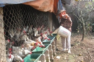 Nhập thêm 60 triệu liều vaccine ứng phó khẩn cấp cúm gia cầm