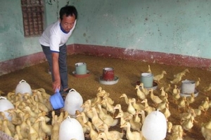 Phát sinh thêm nhiều ổ dịch cúm gia cầm mới