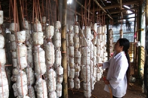 Chưa phát hiện nấm ăn không an toàn trên địa bàn Hà Nội