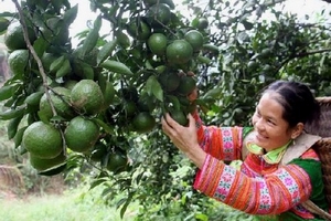 Khan hàng, giá cam sành Hậu Giang tăng cao kỷ lục