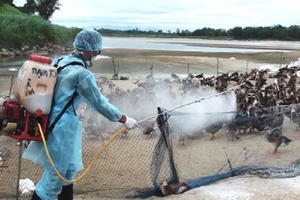 Tỉnh Quảng Nam tạm dừng nhập thủy cầm vào địa bàn