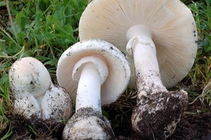 Nâng cao nhận thức cho người dân phòng tránh ngộ độc nấm