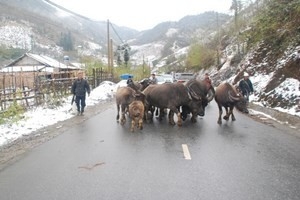 Bắc Bộ mưa rét, Nam Bộ gia tăng nắng nóng cục bộ