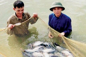 Thông tin thủy sản tại các hồ ở Hà Nội nhiễm kim loại: Người nội trợ lo lắng, chính quyền nghi ngờ