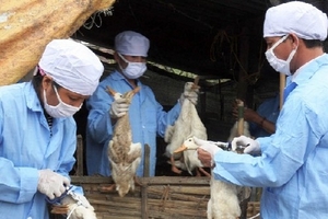 Tiềm ẩn nhiều nguy cơ tái bùng phát dịch cúm gia cầm