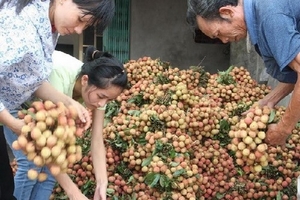 Nông dân Thanh Hà phấn khởi vì vụ vải sớm được giá