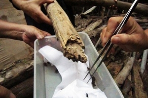 5 cách phòng chống bọ xít hút máu người