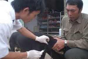 Công điện khẩn về phòng, chống bệnh dại trên động vật