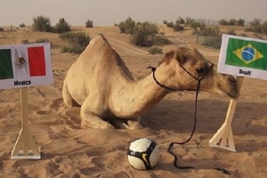 “Siêu tiên tri” lạc đà quyết gỡ lại danh dự ở trận Brazil-Mexico