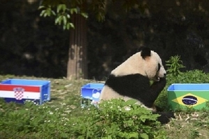 Bi kịch cổ động viên Trung Quốc đột tử vì thức đêm xem World Cup