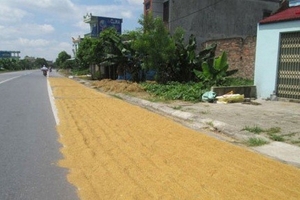 Biến quốc lộ thành… “sân phơi” thóc