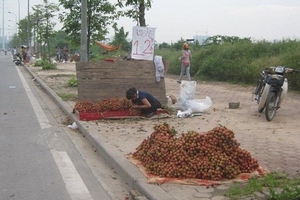 Vải Lục Ngạn lặp lại điệp khúc được mùa mất giá