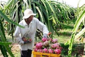 Trà Vinh: Giá thanh long giảm mạnh, nhiều nhà vườn lỗ nặng