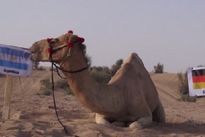 "Thảm họa tiên tri" lạc đà tìm ra nhà vô địch World Cup 2014