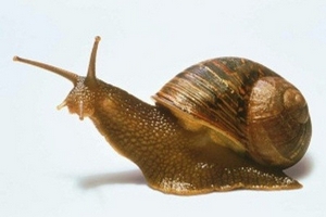 Tuyệt đối không sử dụng ốc sên tự nhiên để làm thức ăn