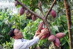 Gỡ khó cho việc phát triển cây cacao ở Đồng bằng sông Cửu Long