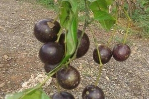 Cao Bằng: Ba cháu bé tử vong vì ăn quả dại