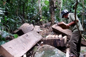 Ngăn chặn tình trạng phá rừng giáp ranh ở các Tây Nguyên