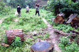 Khai thác gỗ quý, săn bắn trái phép tại khu bảo tồn Bình Định