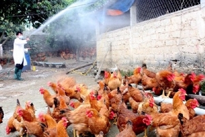Công điện khẩn về tăng cường phòng chống dịch cúm gia cầm H5N6