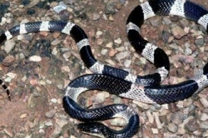 Bị rắn độc cắn chết khi nằm trên giường