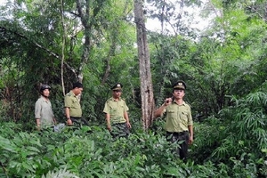 Tỉnh Tuyên Quang hoàn thành kế hoạch trồng 13.800ha rừng