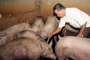 Hà Nội tăng cường giám sát chặt chẽ dịch bệnh trên đàn gia súc