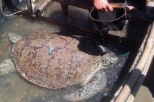 Thả một cá thể rùa biển nặng 70kg về biển khơi