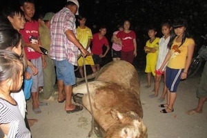 Bò "điên" sổng chuồng húc 6 người bị thương