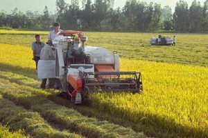 Cần Thơ: Lúa Thu Đông đầu vụ được mùa, bán với giá cao