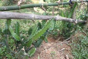 Thanh Hóa: Suýt mù vì mủ xương rồng bắn vào mắt