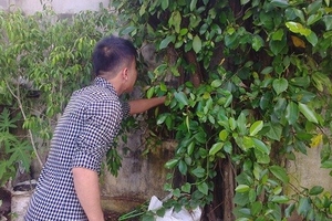 Tây Nguyên: Người dân săn lùng si đỏ