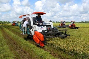 ĐBSCL: Sản lượng lúa Đông Xuân và Hè Thu đạt trên 20 triệu tấn