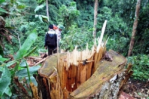 Phạt tù Phó Ban quản lý Dự án bảo vệ rừng về tội hủy hoại rừng