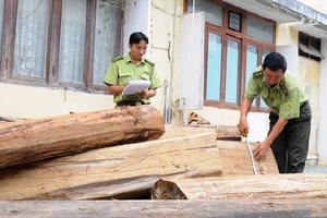 Bắt giữ 4 xe công nông độ chế vận chuyển trái phép 10m3 gỗ lậu