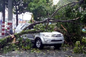 Thành phố Hồ Chí Minh: Nhiều cây lớn bị đổ trong mưa giông